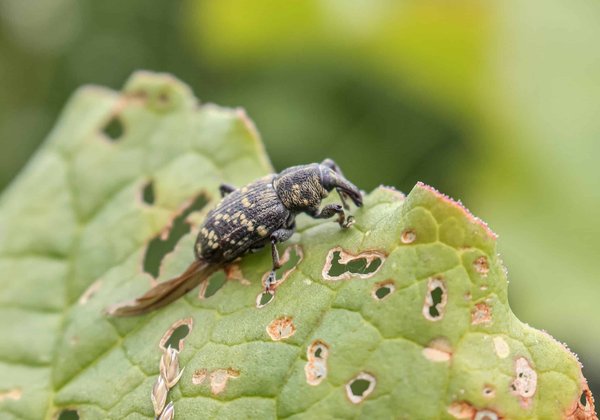 Traiter les structures en bois de la maison contre les insectes des bois : pourquoi et comment procéder ?
