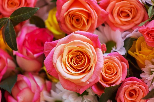 Conservation des roses éternelles : astuces et conseils