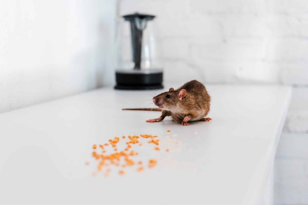 Se débarrasser des rats dans la maison : quelle méthode choisir ?