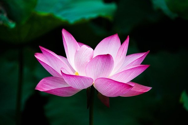 Nos astuces pour faire pousser le lotus à partir de sa graine