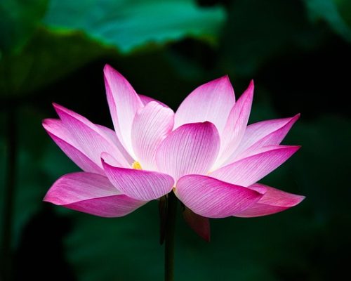 Nos astuces pour faire pousser le lotus à partir de sa graine