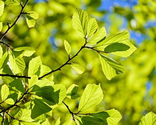 Comment faire pousser un chêne à partir d’un gland ?