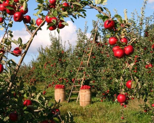 Nos astuces pour avoir un pommier à partir de la graine