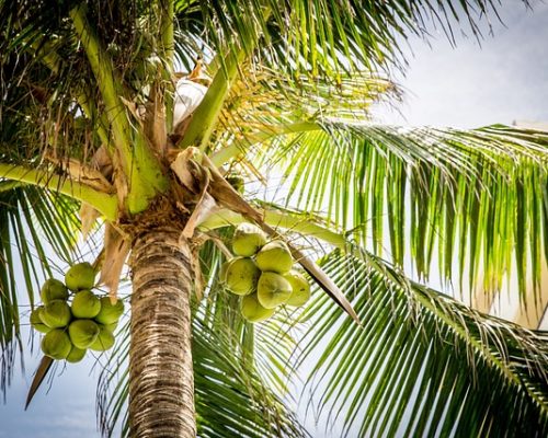 Nos astuces pour faire pousser un cocotier à partir d’une noix de coco