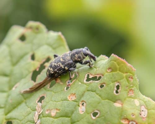 Traiter les structures en bois de la maison contre les insectes des bois : pourquoi et comment procéder ?