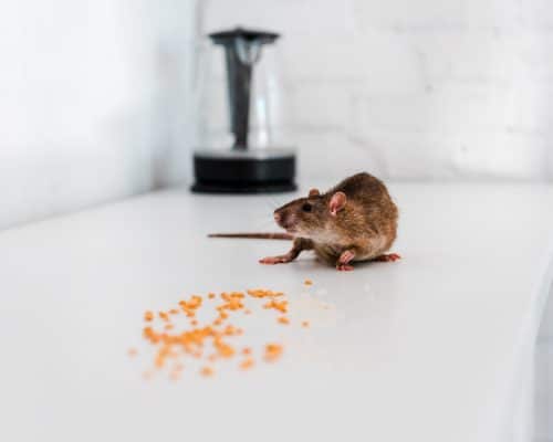 Se débarrasser des rats dans la maison : quelle méthode choisir ?
